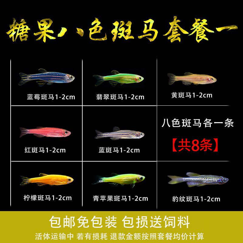 速发热带鱼雀型淡水红绿灯鱼宝莲灯草缸孔灯鱼群游鱼苗小科鱼