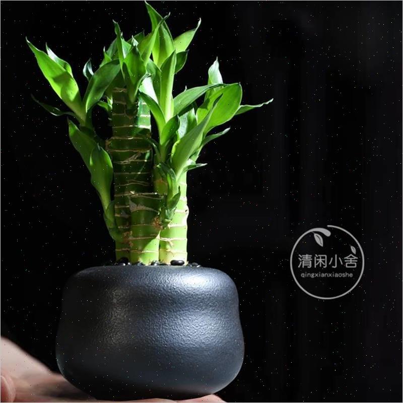 速发富贵竹植物桌面小盆栽室内竹绿常青花卉耐阴好养文昌四季植