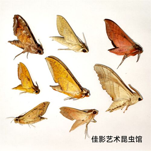 速发天蛾标本 飞蛾标本 蛾类 未整姿原虫 科普教学收藏展览展示
