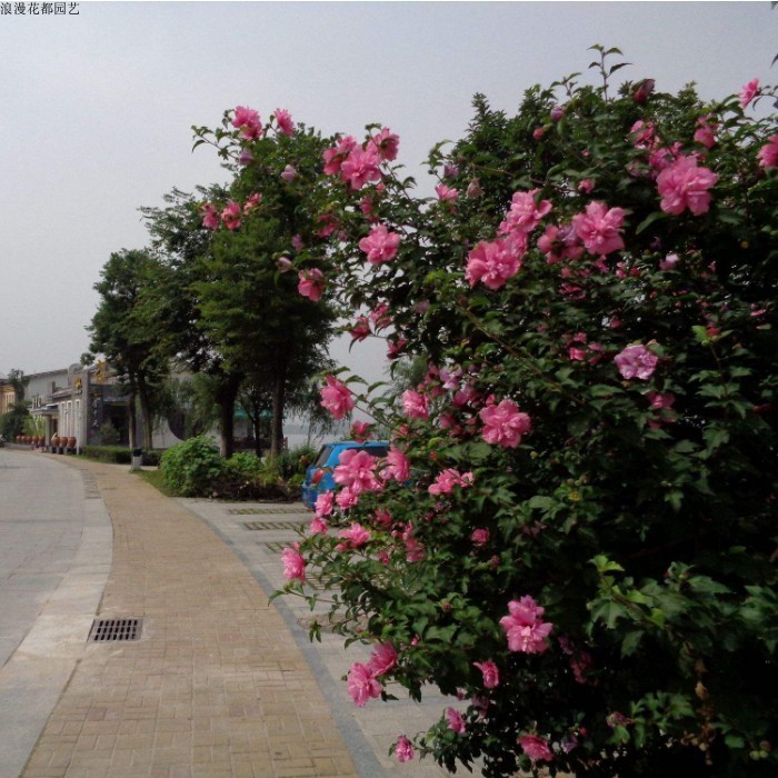 现货速发绿化苗庭院植物木槿花苗木槿多花盆栽木槿绿化工程篱笆苗