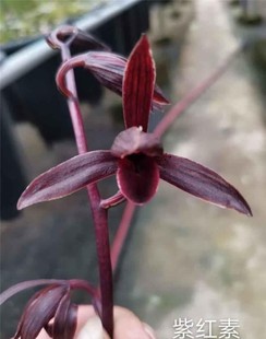 速发带花芽榜紫红素 大理黑花 墨兰 色 小型兰花浓香墨花香气出众