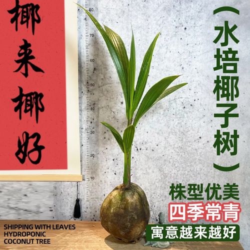 速发客培椰盆植物子栽室内水厅办公书房大型水养型绿植花卉观赏可