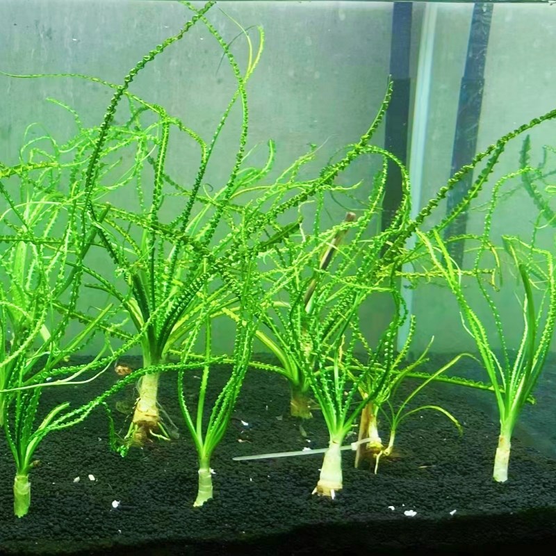 速发细叶草龙鞭鱼缸草缸造景水草植物高端稀有后景好养阴性