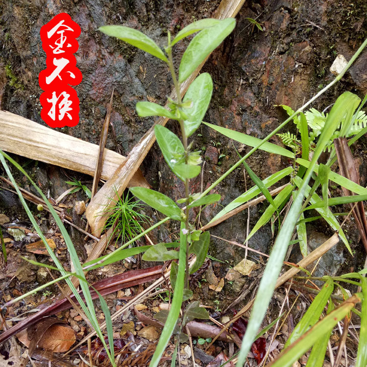 大金不换图片,金不换叶子图片,金不换图片大全_大山谷图库