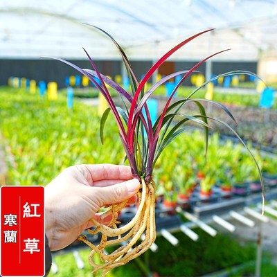 速发铭贵兰花苗寒兰红草兰苗带红叶开花浓香好养室内客厅茶室桌面