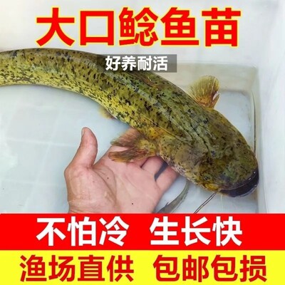 大口鲶鱼苗南方大口鲶鱼苗河鲶鱼苗土鲶鱼苗六须鲶鱼苗可过冬养殖