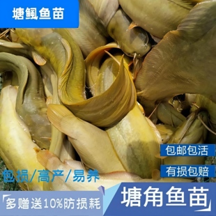 本地正宗皇妃三代鱼苗本地塘角鱼活苗土塘鲺鱼杂交三黄本地塘鲺苗