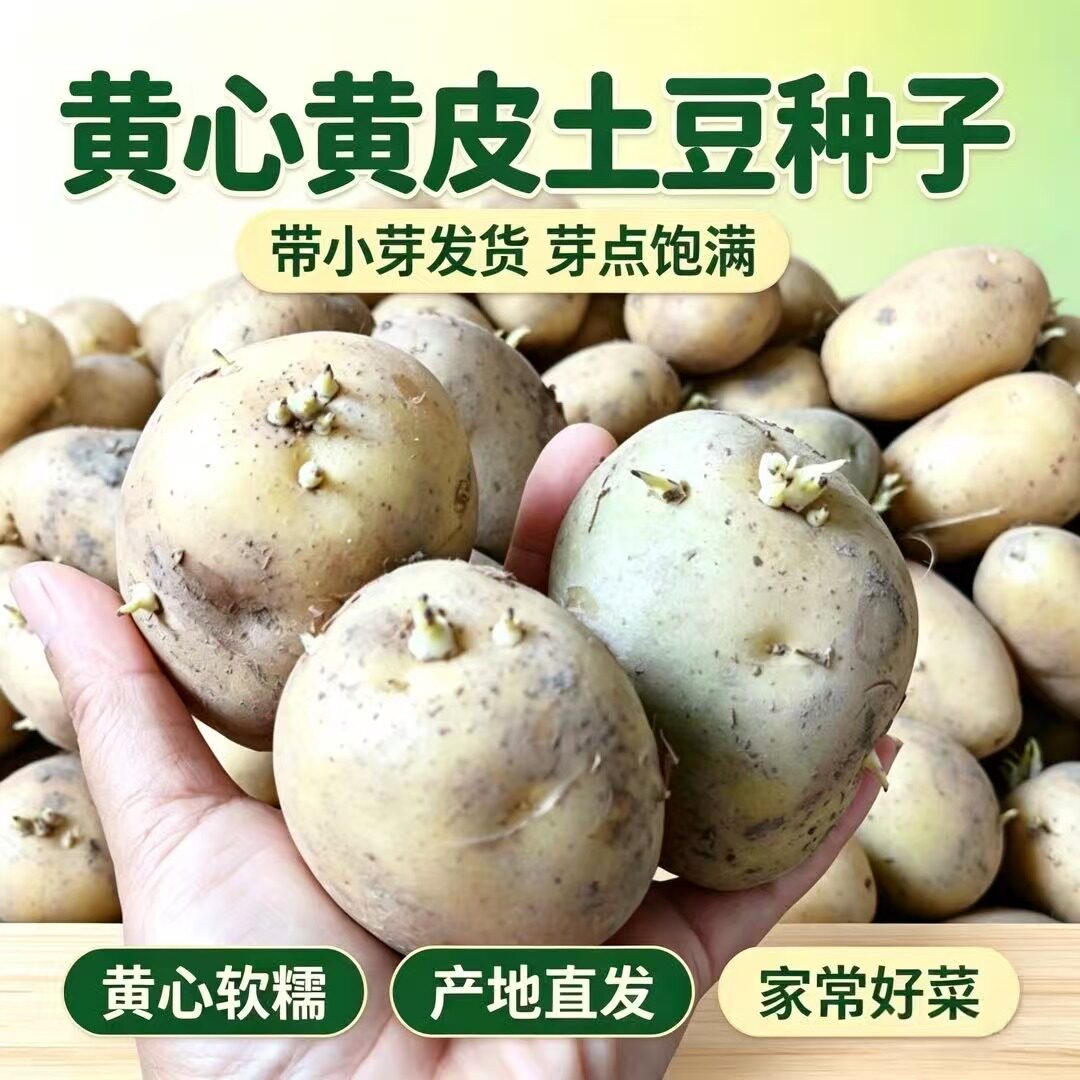 荷兰土豆种子黄皮黄心马铃薯原种图片