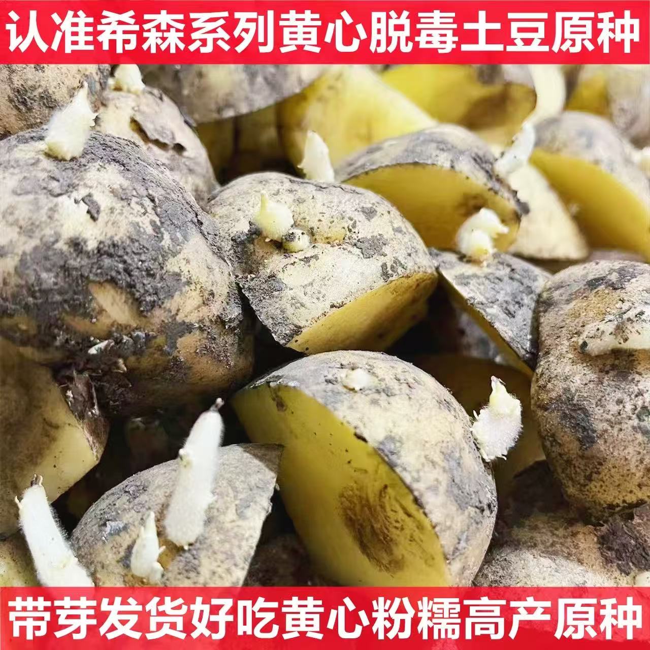 高产黄心土豆种子脱毒马铃薯切块