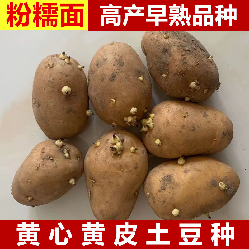 高产黄心大土豆种子脱毒马铃薯洋芋种孑春秋季土豆原种籽带芽栽苗