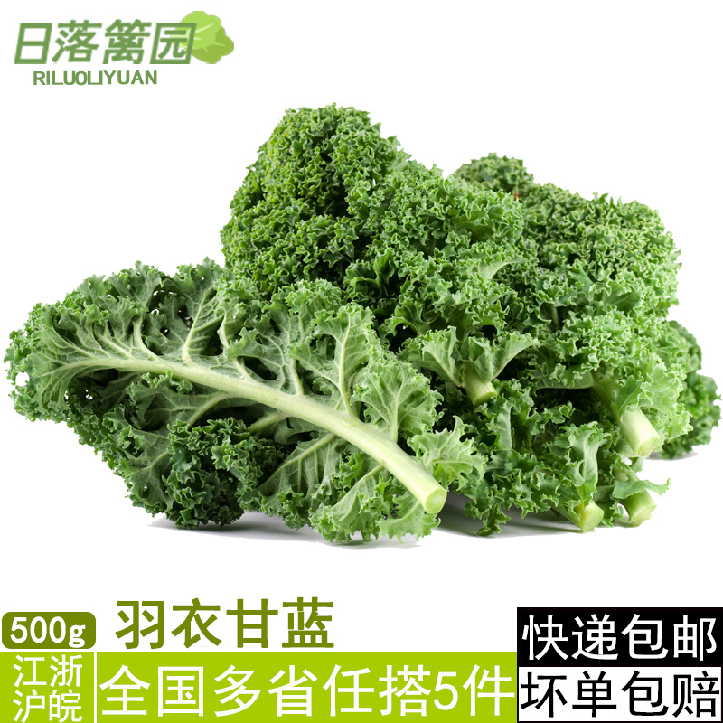 新鲜蔬菜 羽衣甘蓝 叶牡丹花包菜绿叶kale沙拉菜榨汁500g 5件包邮