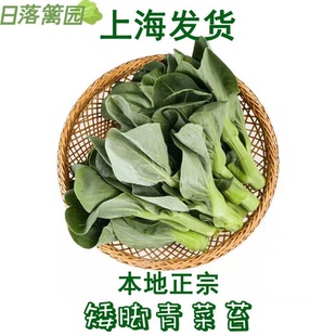 正宗崇明青菜苔 当季霜冻矮脚菜苔新鲜菜心露天青菜头嫩菜尖菜花