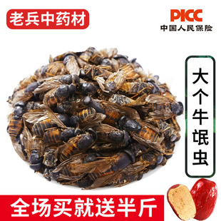 牛氓虫中药材100g药用牛蚊子 正宗野生大个瞎虻虫 牛苍蝇 牛虻干