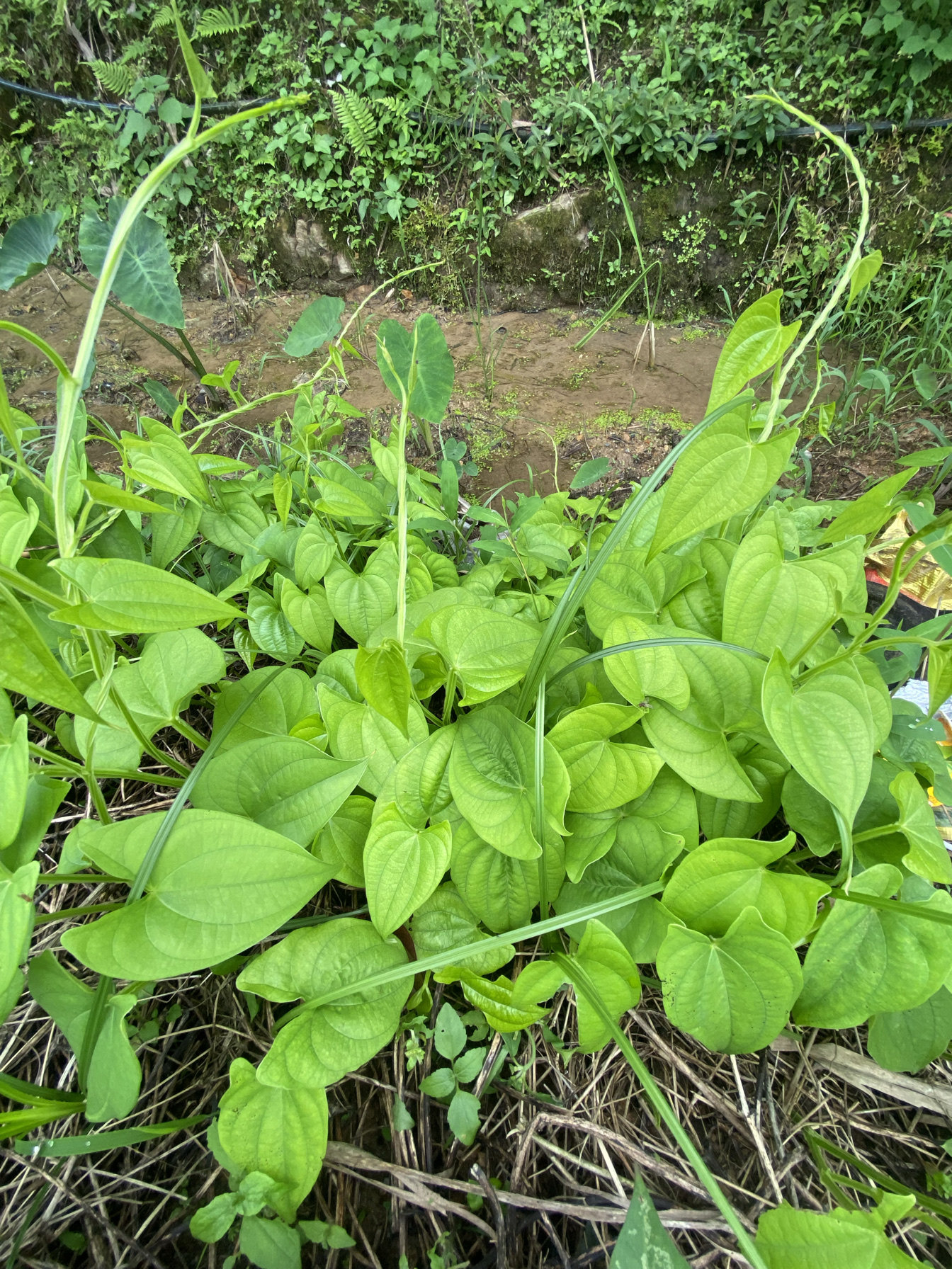 《十岁》农家紫大薯发芽苗 脚板薯紫肉薯山药大薯