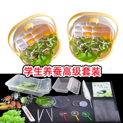 新鲜桑叶蚕宝宝学生养蚕套装