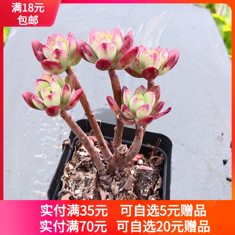 红稚莲 胭脂 多肉植物阳台窗台绿植办工作面迷你小盆栽特价