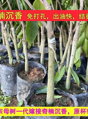 奇楠沉香树苗名贵原母树一代棋楠糖结室外红骨凹身绿白棋常绿正宗