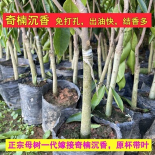 奇楠沉香树苗名贵原母树一代棋楠糖结室外红骨凹身绿白棋常绿正宗