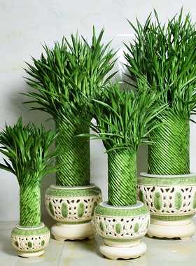 节节高富贵竹植物竹子盆栽客厅旺宅绿植大型办公室内招财开业乔迁