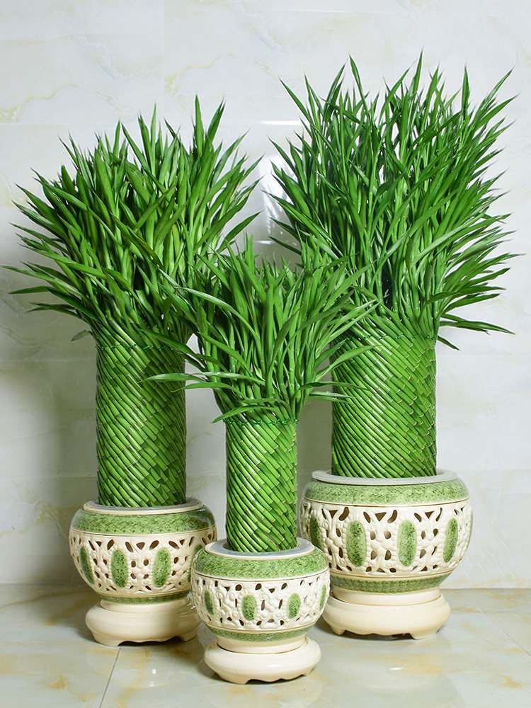 节节高盆栽富贵竹植物花卉盆栽大型绿植客厅水养开运竹子招财植物