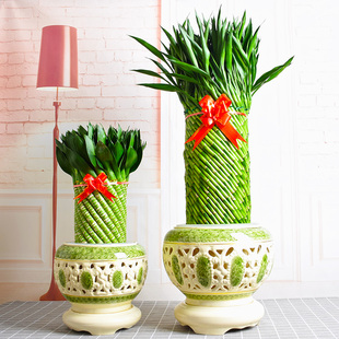 编织富贵竹招财竹室内客厅带根水培大型绿植物办公室好养招财摆件