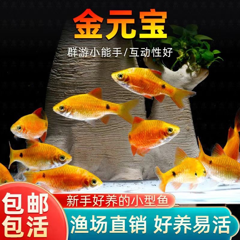 招财金元宝观赏鱼好养新手小鱼