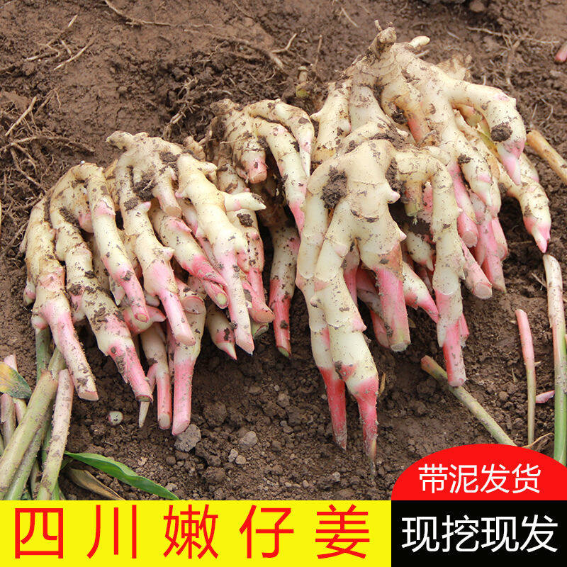 四川红芽嫩姜新鲜大仔姜5斤现挖生子姜黄姜糖醋泡姜蔬菜,水产肉类/新鲜蔬果/熟食,生姜/南姜,淘宝优惠券,粉丝福利购,淘宝优惠卷