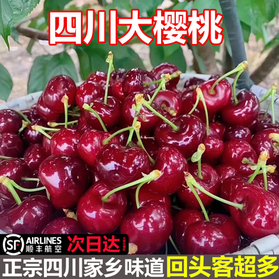 黑珍珠现摘现发车厘子车厘子四川