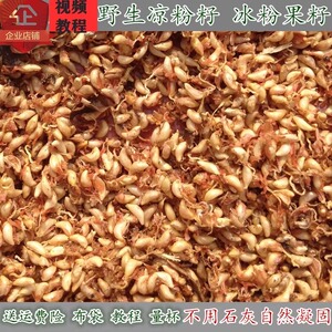 23野生凉粉籽手搓冰粉籽p爱玉批 发商用薜荔木莲木瓜500g不加石灰