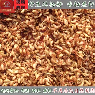 25野生凉粉籽手搓冰粉籽p爱玉批 发商用薜荔木莲木瓜500g不加石灰