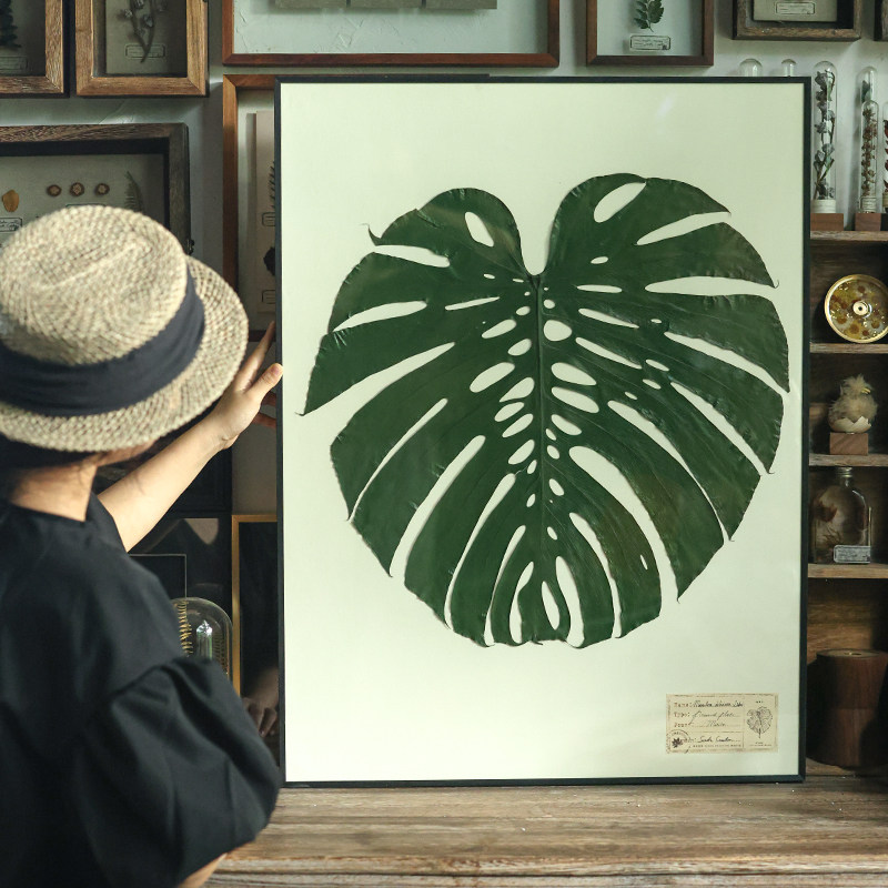 种籽造物独立龟背竹大画植物标本挂画手工客厅北欧复古装饰画组画