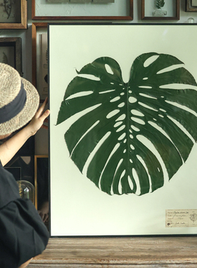 种籽造物独立龟背竹大画植物标本挂画手工客厅北欧复古装饰画组画