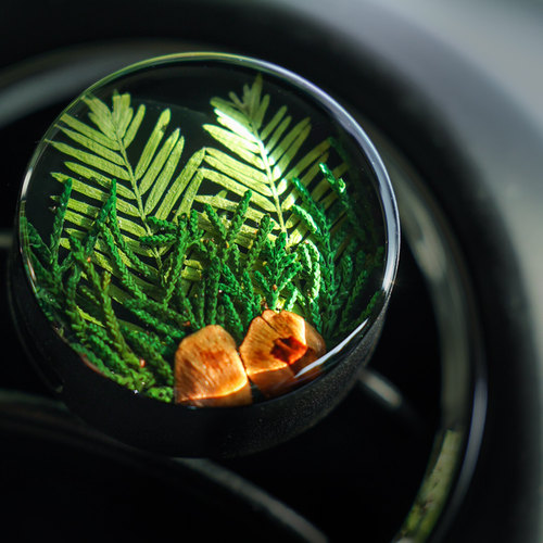 种籽造物挪威森林植物标本