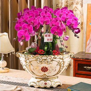 欧式陶瓷花盆花瓶花器大号花盆绿萝兰花蝴蝶兰蕙兰花盆