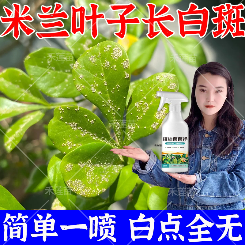 米兰花藻斑病专用药肥料治枯黄叶落叶白斑白点锈病炭疽杀菌剂营养