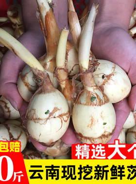 云南新鲜茨菇现挖白慈姑茨菰马蹄荸荠燕尾草地栗芽菇特产蔬菜包邮