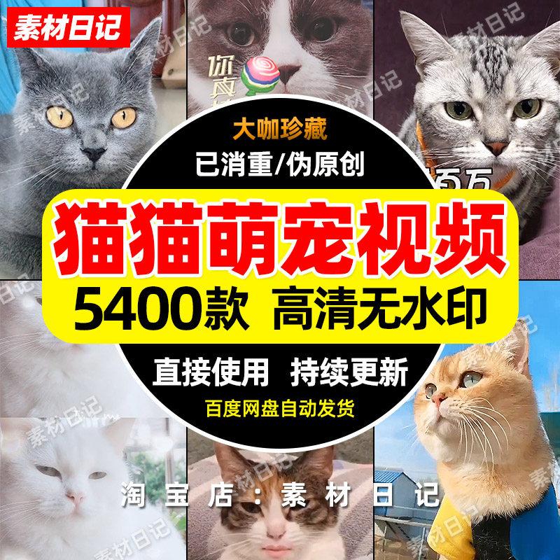 猫猫喵喵猫咪萌宠物视频素材抖音快手自媒体高清无水印热门剪辑包
