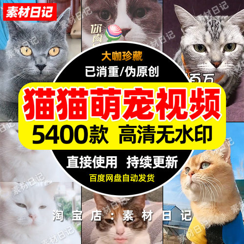 猫猫喵喵猫咪萌宠物视频素材抖音快手自媒体高清无水印热门剪辑包
