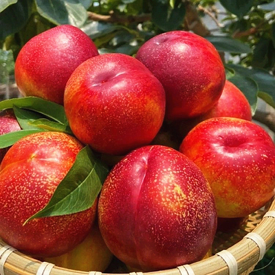 山东红皮黄心油桃现摘脆甜