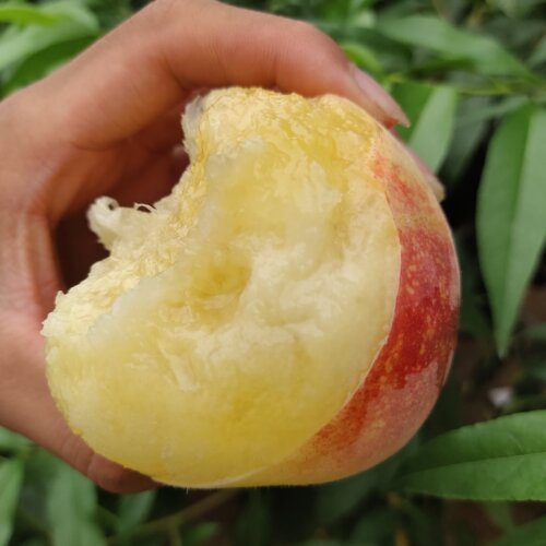 兰州白凤桃水蜜桃兰州安宁白粉桃