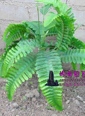 仿真绿色厥草 花槽大型插花材料 竹树椰树石头根部装饰绿叶绿草