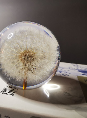黑种草蒲公英向日葵花标本水晶球