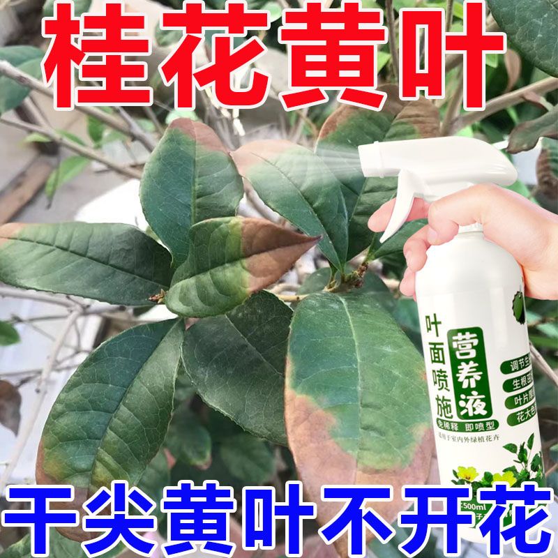 桂花树枯死抢救办法(桂花树为什么会叶尖发焦干枯)