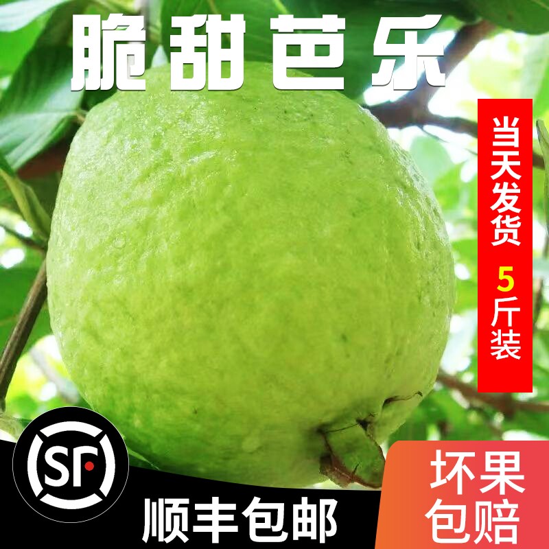 【顺丰包邮】脆甜白心芭乐新鲜现摘5斤番石榴当季孕妇水果白芭乐