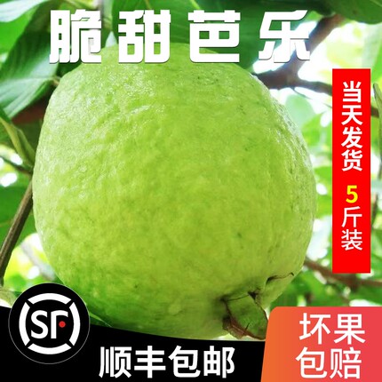【顺丰包邮】脆甜白心芭乐新鲜现摘5斤番石榴当季孕妇水果白芭乐
