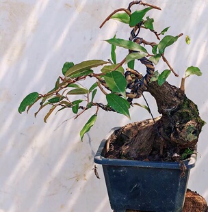 胡颓子羊奶果盆栽素材金弹子盆栽素材映山红适合造型阳台庭院盆栽