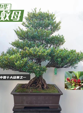 造型盆景中华蚊母盆景大树提根粗桩树形老桩盆景耐寒庭院造型盆栽