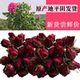 包邮 平阴玫瑰花茶 低温无硫重瓣红玫瑰干花蕾250g