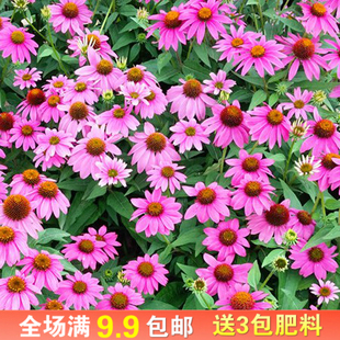 松果菊种子四季开花易活紫松果菊花多年生花籽孑宿根庭院室外花籽