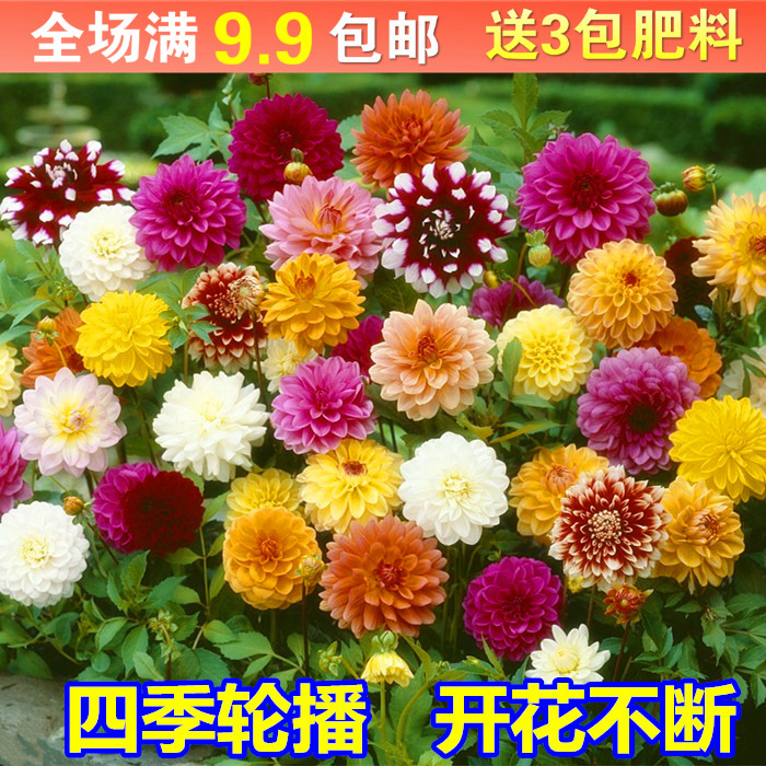 四季开花易活大丽花小丽花种子